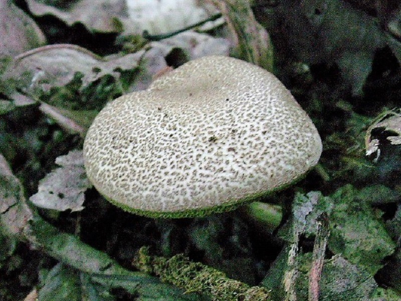 407 Agosto vecchio ritrovamento